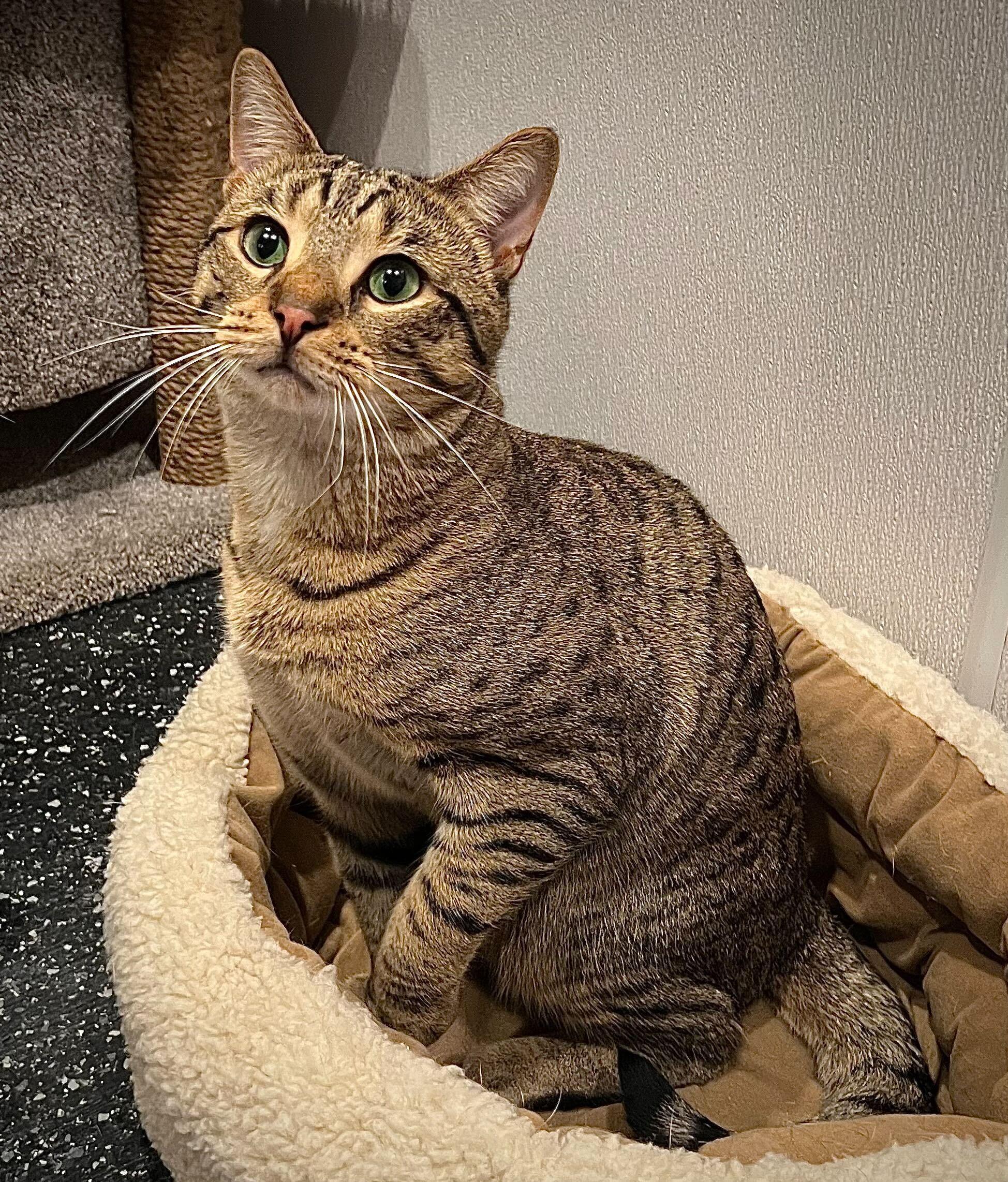 Enlarge Nico, Gumdrop, and Gingerbread, a Adoptable Domestic Short Hair in Waltham, MA image 2/4