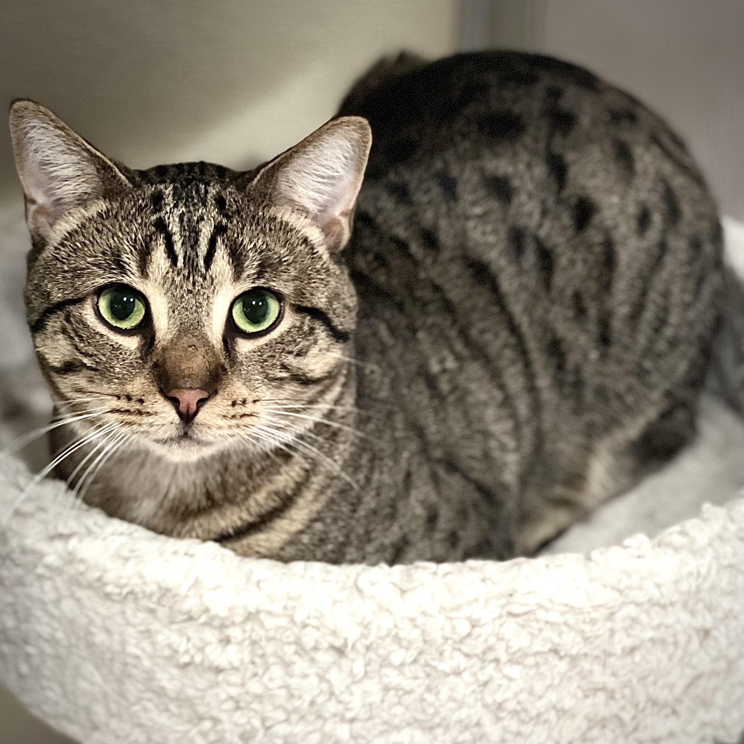 Enlarge Nico & Gingerbread, an adopted Domestic Short Hair in Waltham, MA image 4/6