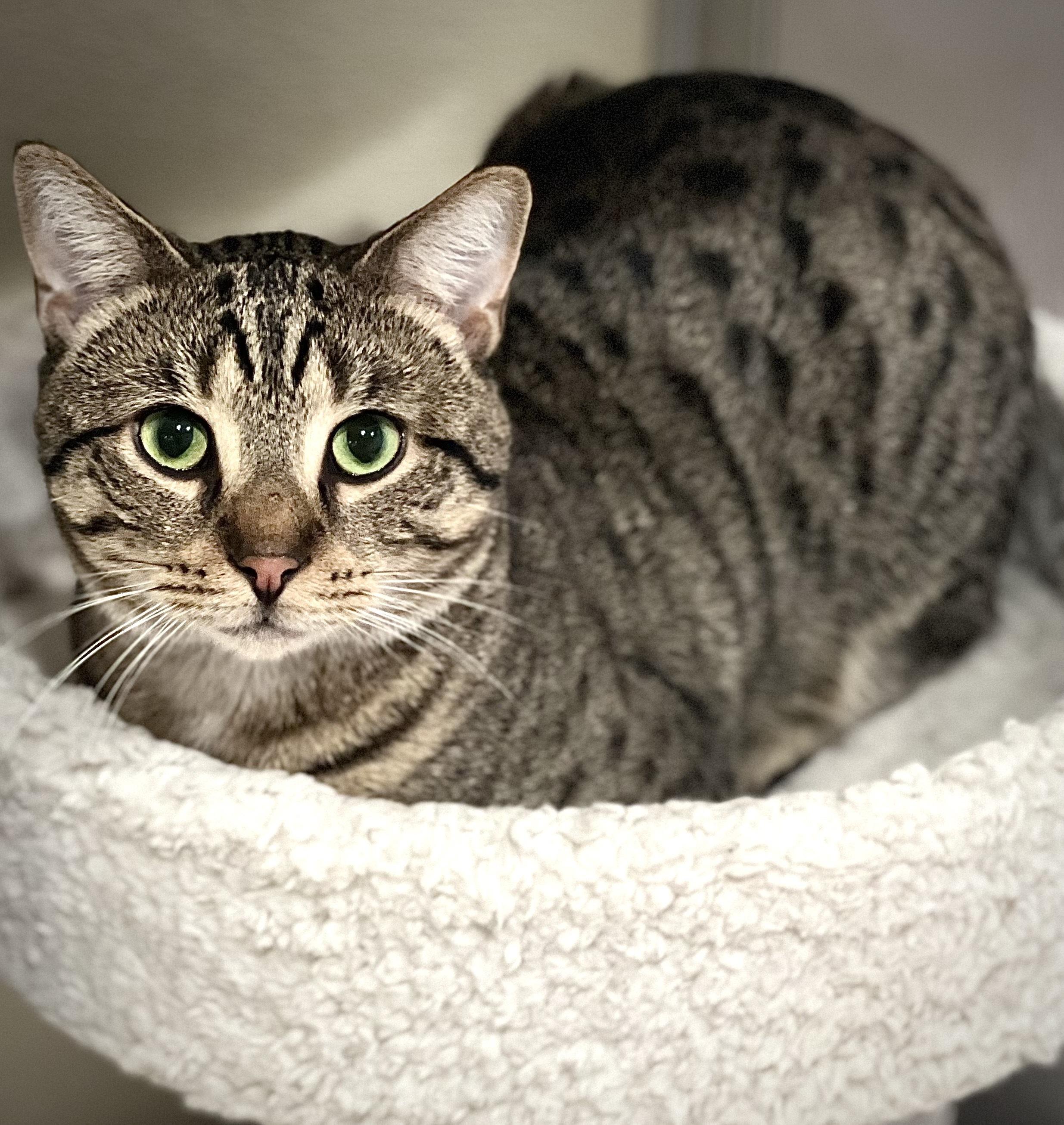 Enlarge Nico, Gumdrop, and Gingerbread, a Adoptable Domestic Short Hair in Waltham, MA image 3/4