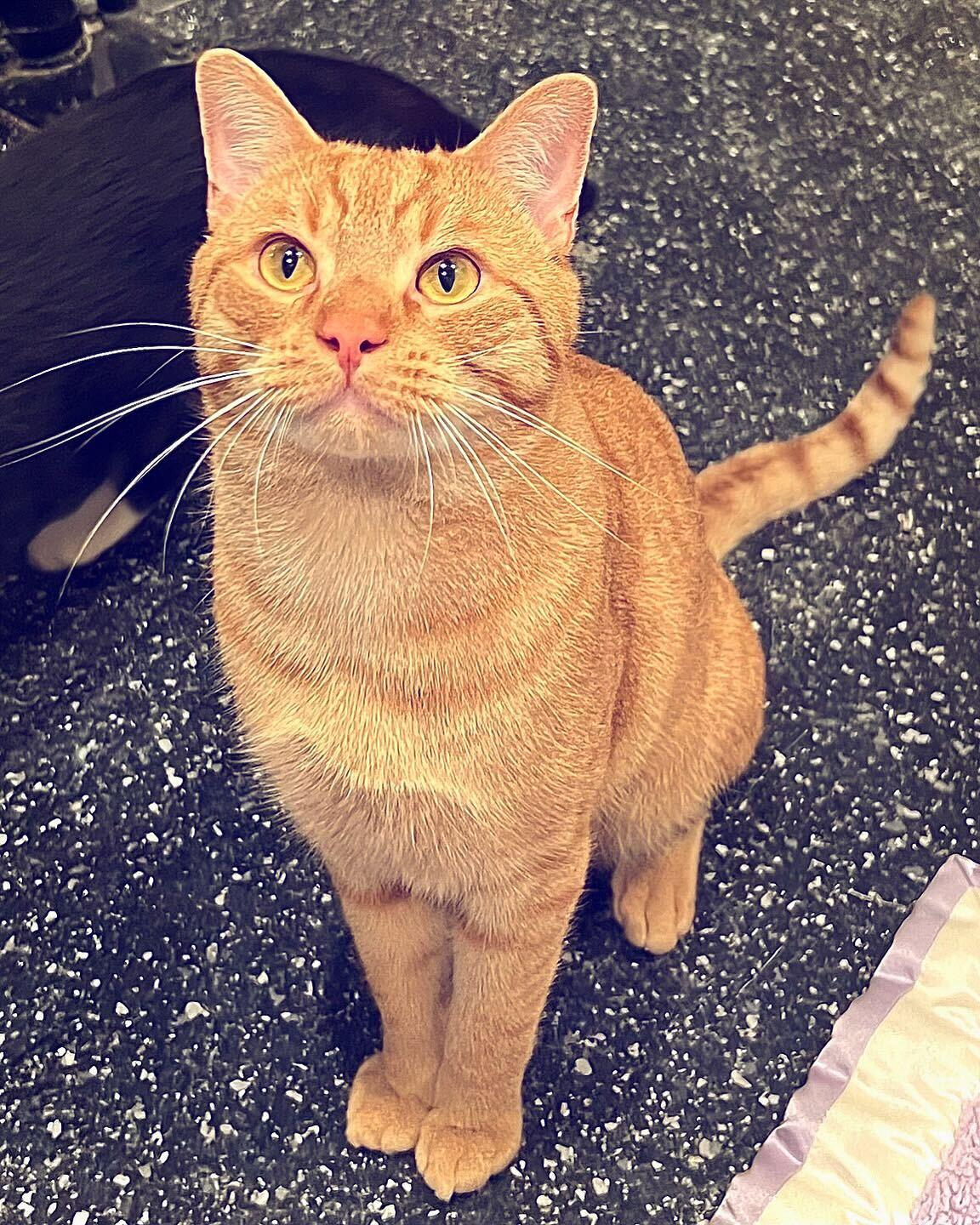 Cat for adoption - Nico, Gumdrop, and Gingerbread, a Domestic