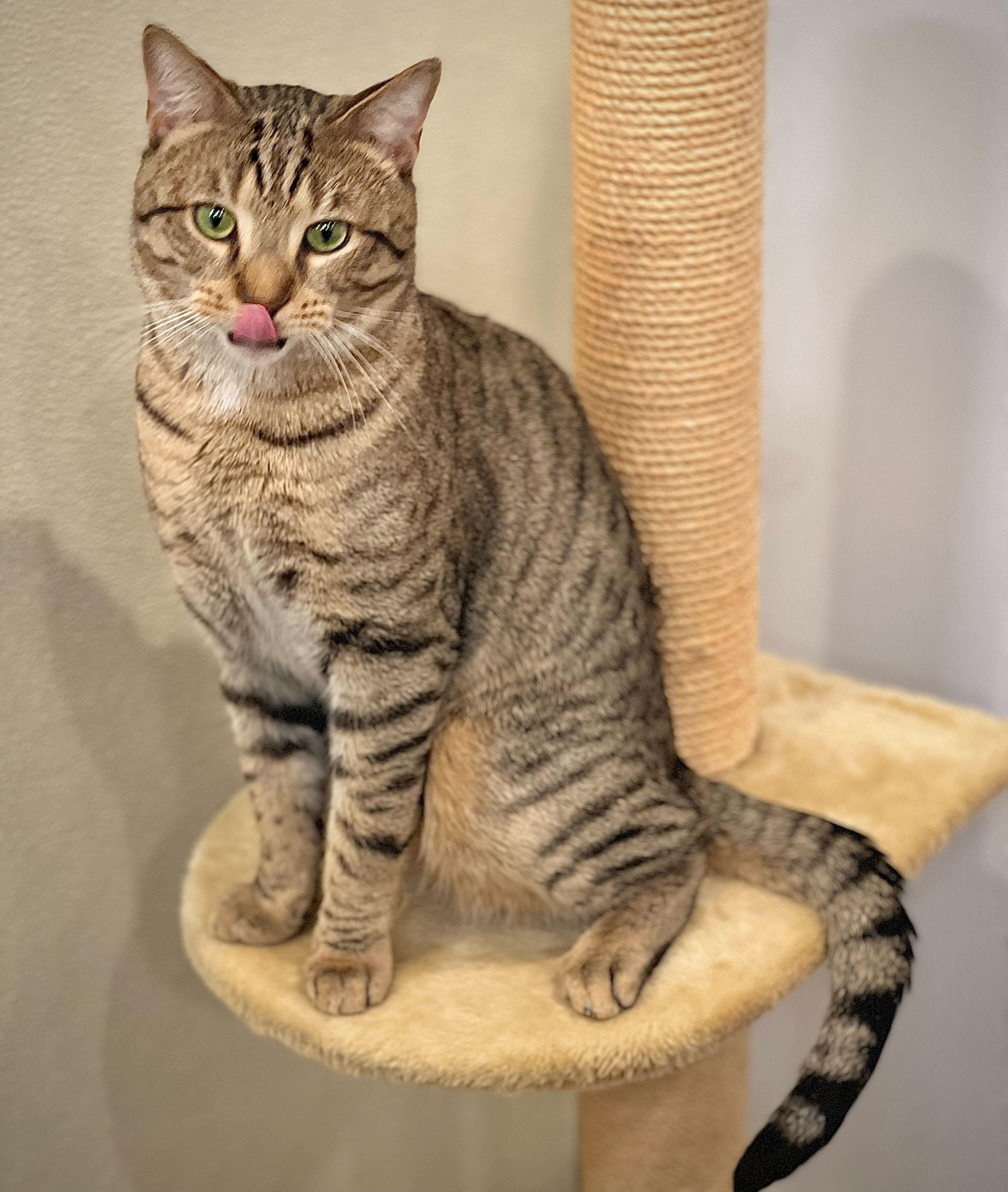 Enlarge Nico & Gingerbread, an adopted Domestic Short Hair in Waltham, MA image 2/6