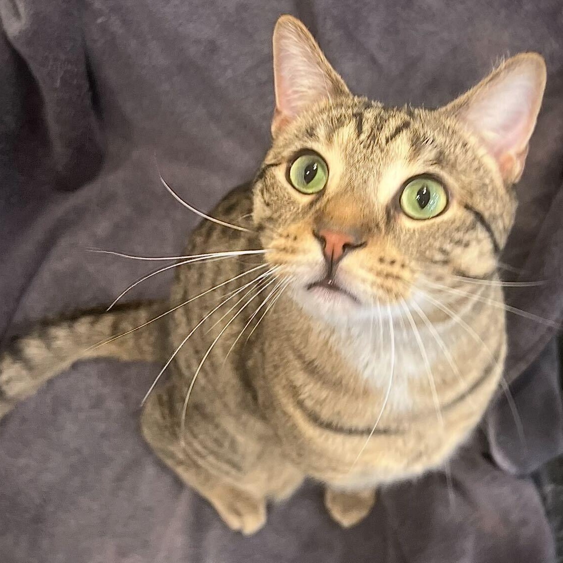 Enlarge Nico & Gingerbread, an adopted Domestic Short Hair in Waltham, MA image 6/6