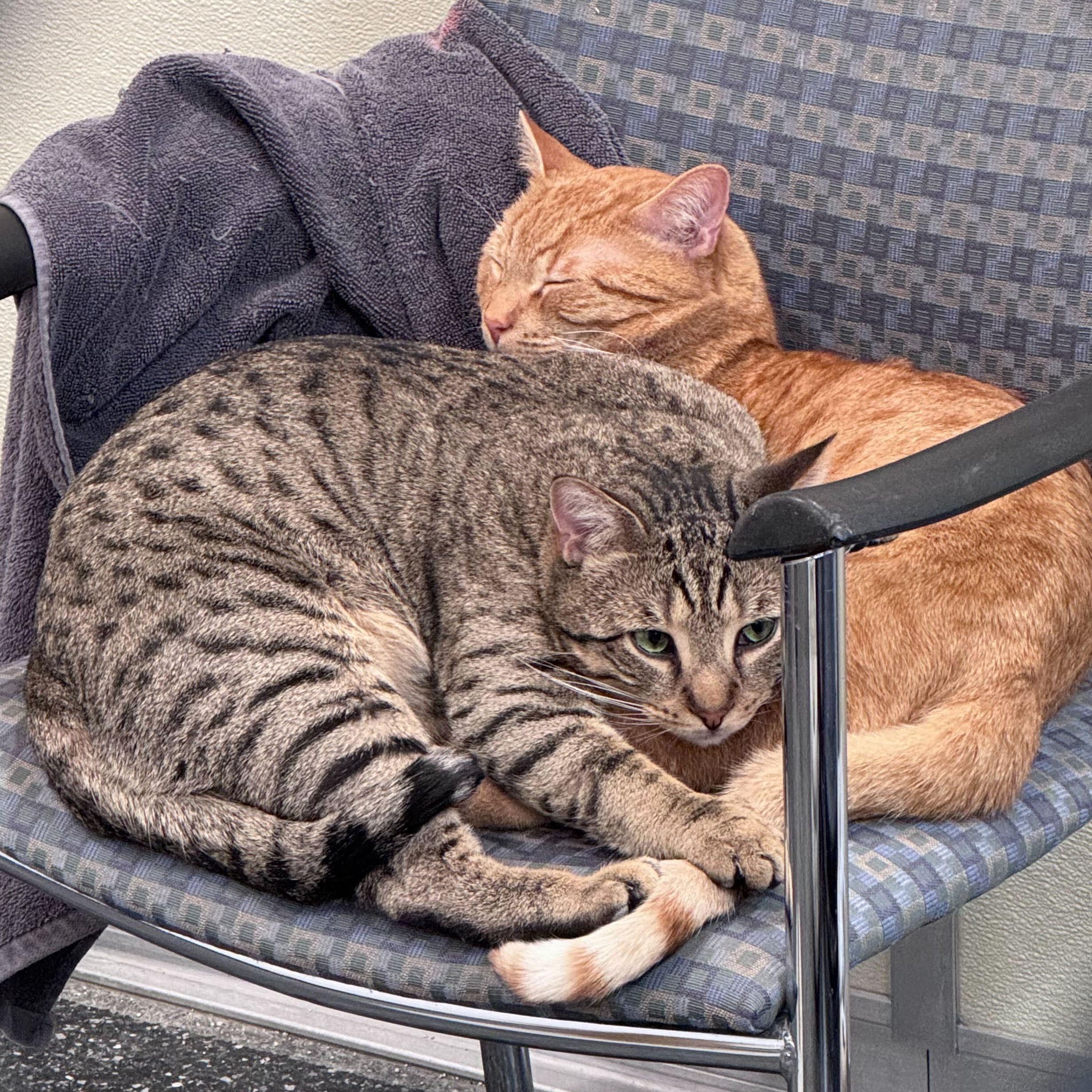 Enlarge Nico & Gingerbread, an adopted Domestic Short Hair in Waltham, MA image 1/6