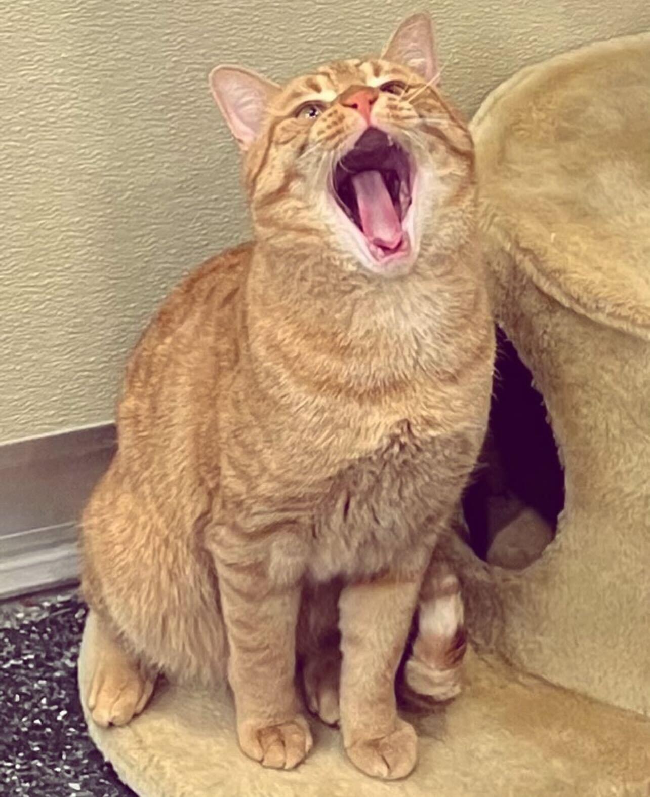 Enlarge Nico & Gingerbread, an adopted Domestic Short Hair in Waltham, MA image 3/6