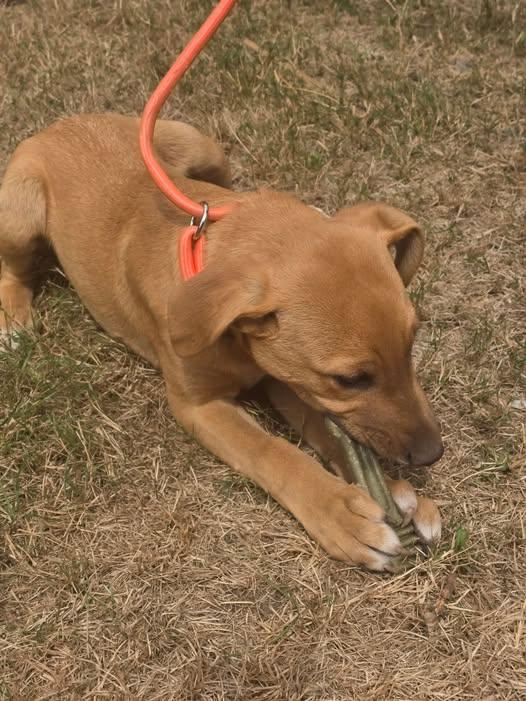 Opal, a Adoptable mixed breed in Rochester, WA image 1/4