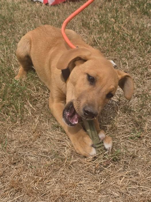 Opal, a Adoptable mixed breed in Rochester, WA image 2/4