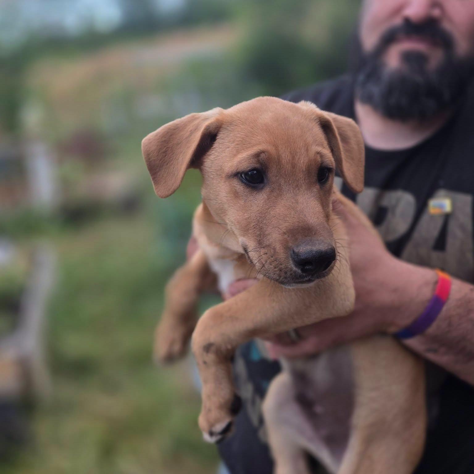 Opal, a Adoptable mixed breed in Rochester, WA image 3/4