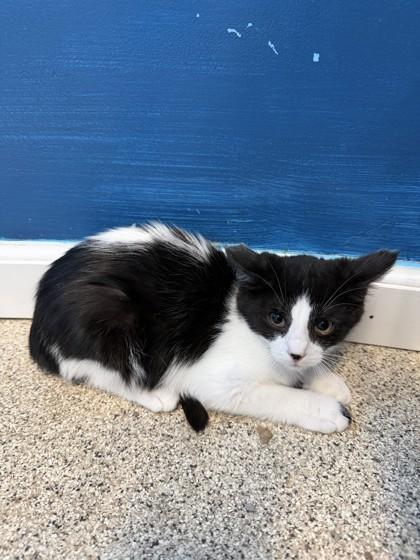 Enlarge Acadia, a Adoptable mixed breed in Harbor Springs, MI image 1/1