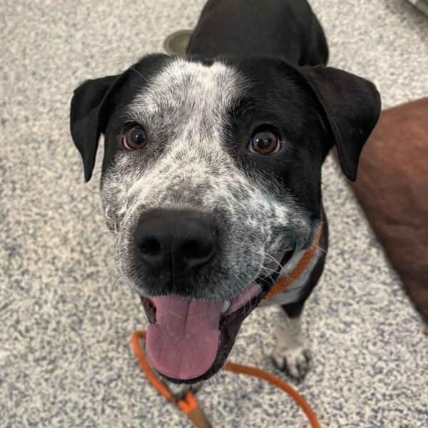 Enlarge Cane, a Adoptable mixed breed in Golden, CO image 1/1