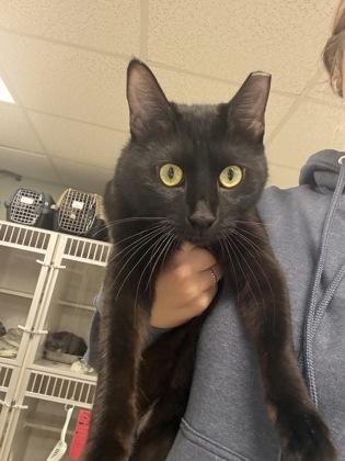 Enlarge Bowen, a Adoptable mixed breed in East Brookfield, MA image 1/1