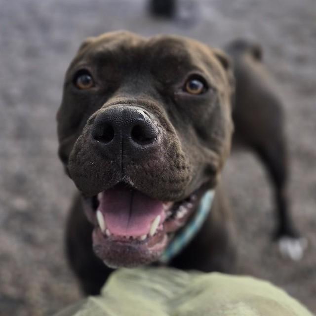 Enlarge OLIVE, a Adoptable American Staffordshire Terrier in Mesa, AZ image 1/1