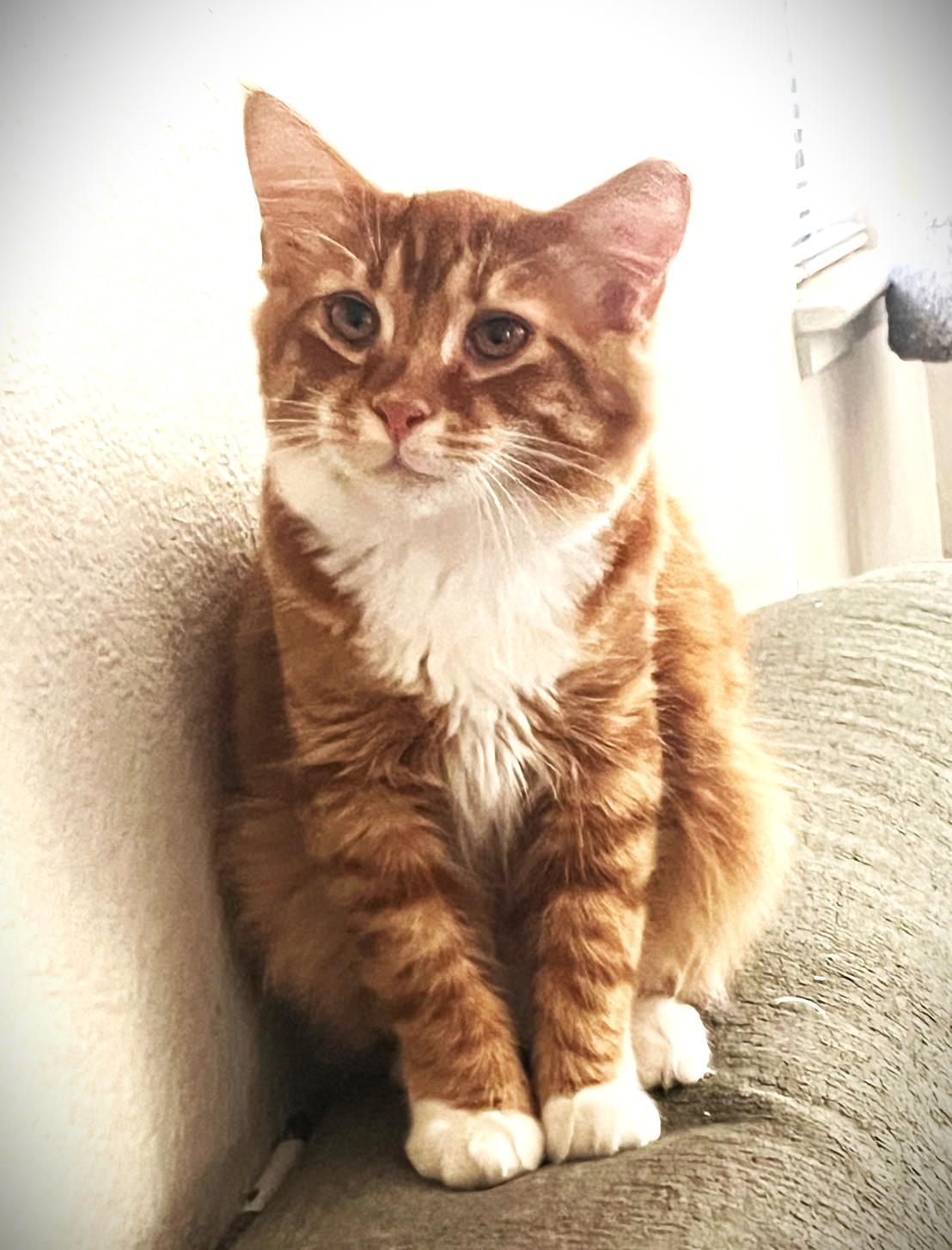 Marmalade, ADOPTABLE, Young Male Domestic Long Hair.