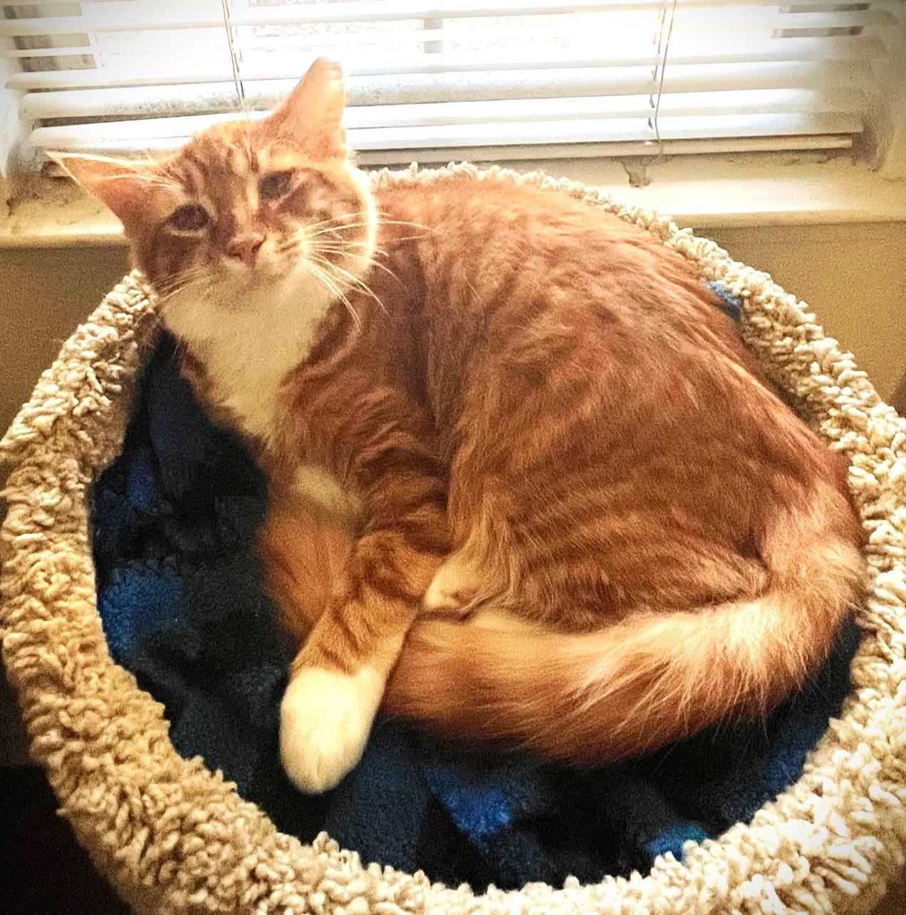 Marmalade, a ADOPTABLE Domestic Long Hair in Chico, CA image 2/3