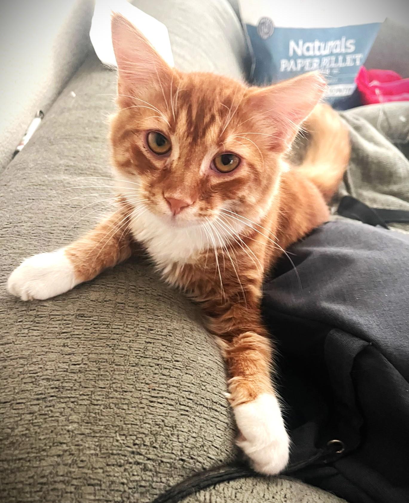 Marmalade, a ADOPTABLE Domestic Long Hair in Chico, CA image 3/3