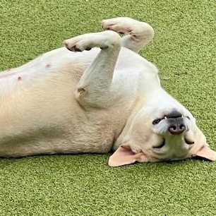 Enlarge MARGARITA, a Adoptable mixed breed in berlin, CT image 5/5