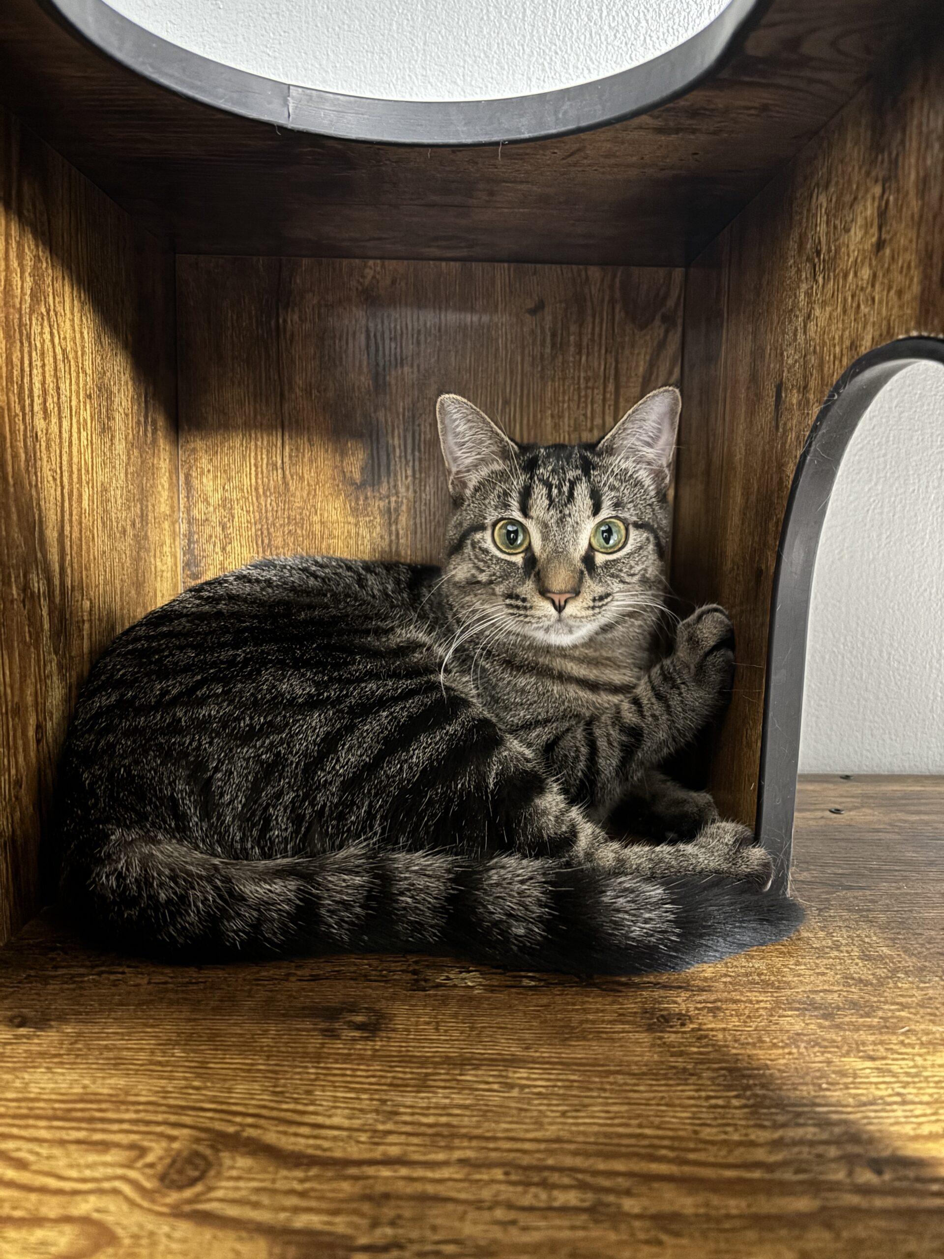 Faith, Adoptable, Young Female Domestic Short Hair.