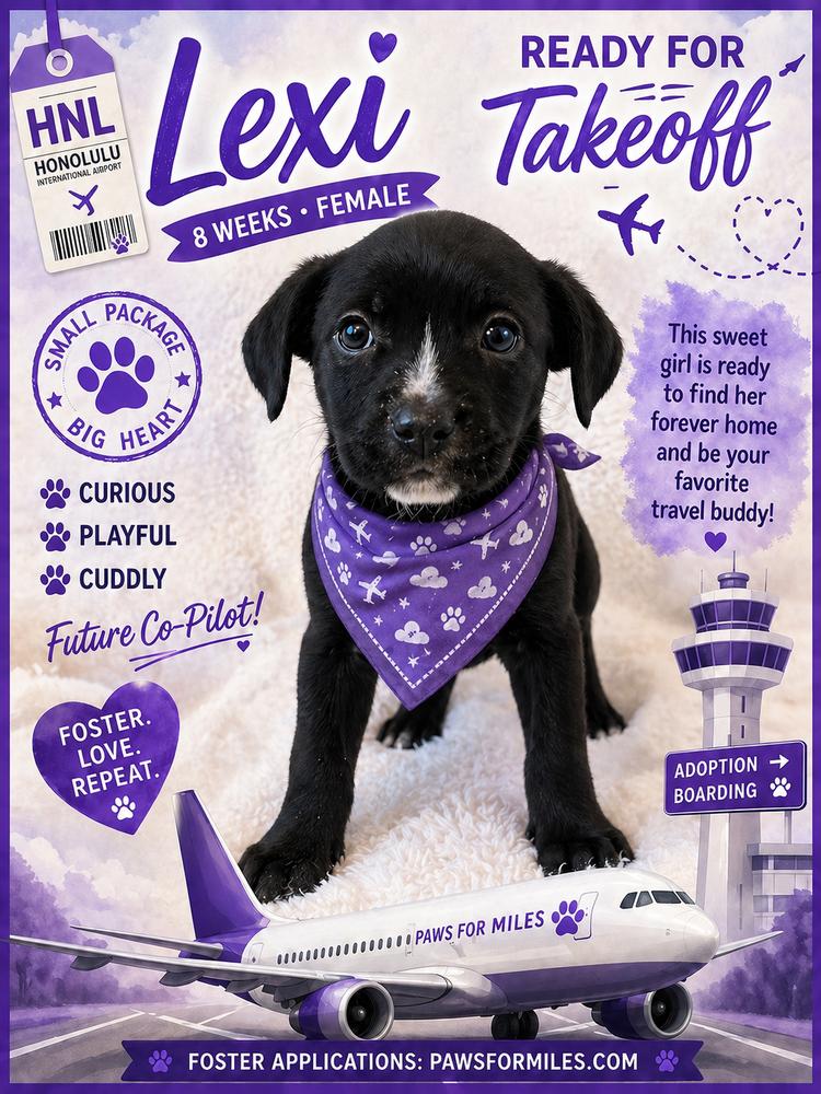 Lexi, Adoptable, Puppy Female Rottweiler.