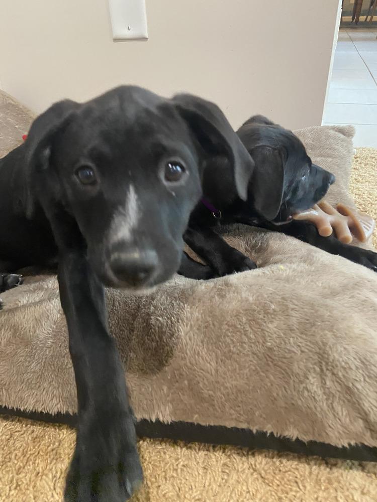 Enlarge Lexi, a Adoptable mixed breed in Loveland, OH image 3/6