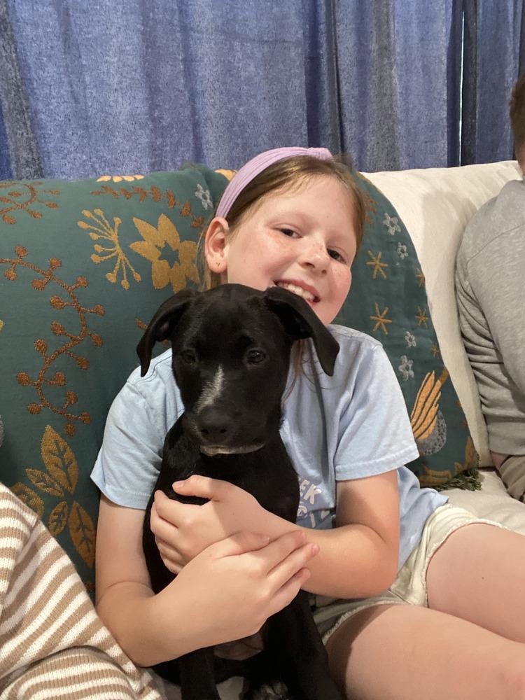 Enlarge Lexi, a Adoptable mixed breed in Loveland, OH image 4/6