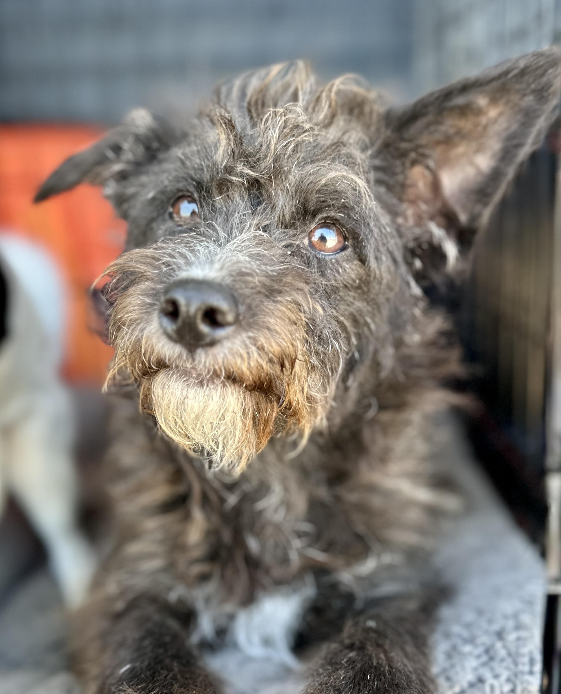 YOLANDA, ADOPTABLE, Adult Female Terrier.