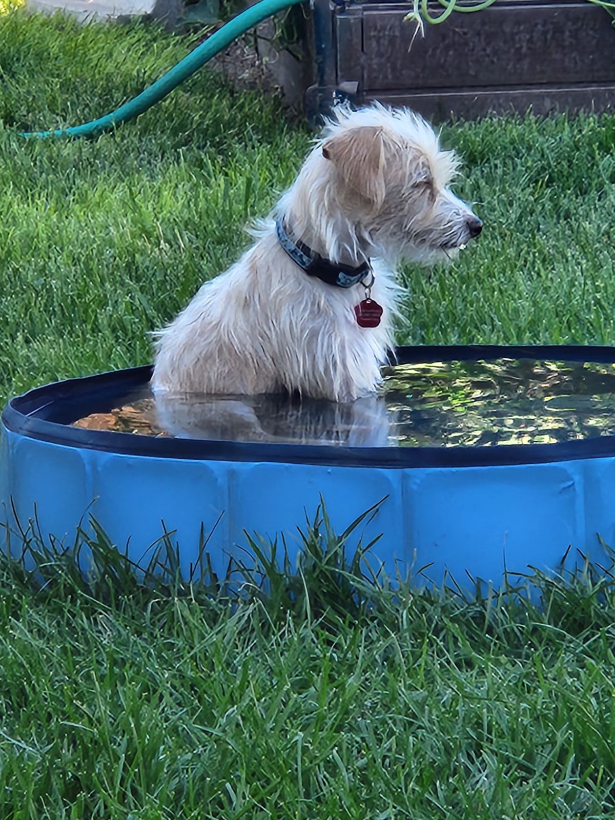 Enlarge Kion (Buddy), an adoptable Terrier in West Valley, UT image 5/6