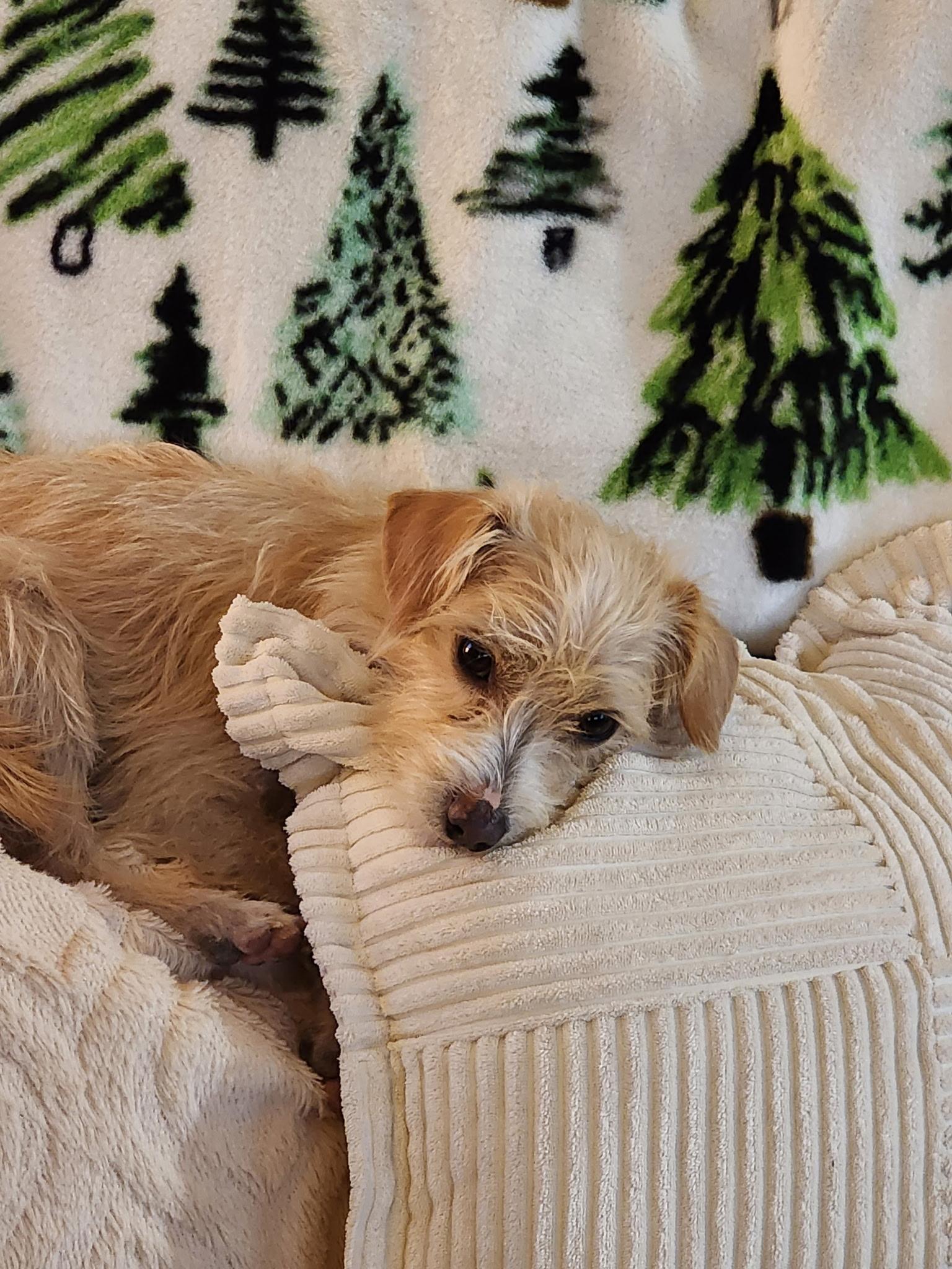 Enlarge Kion (Buddy), an adoptable Terrier in West Valley, UT image 2/6