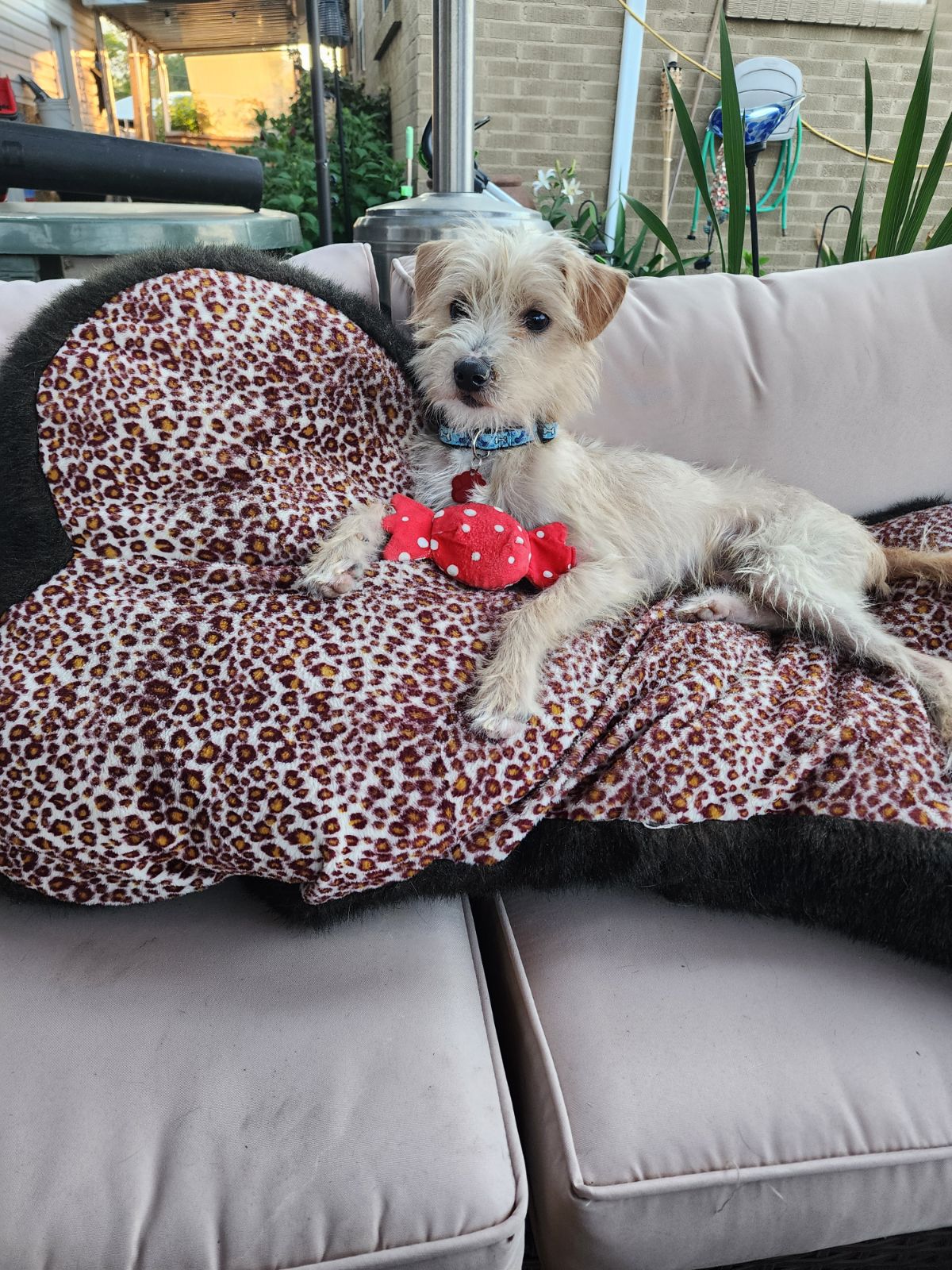 Enlarge Kion (Buddy), an adoptable Terrier in West Valley, UT image 4/6