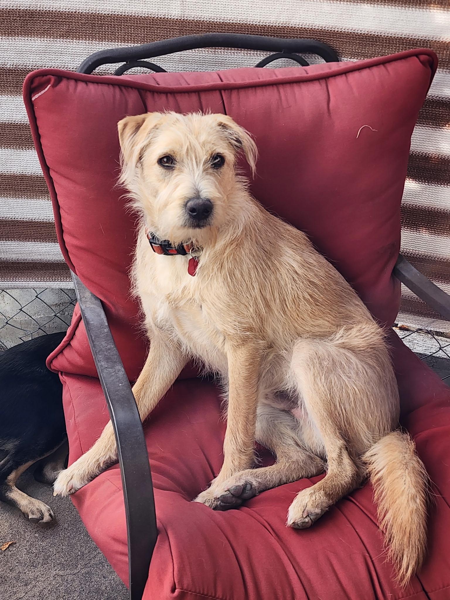 Kion (Buddy), adoptable, Adult Male Terrier.
