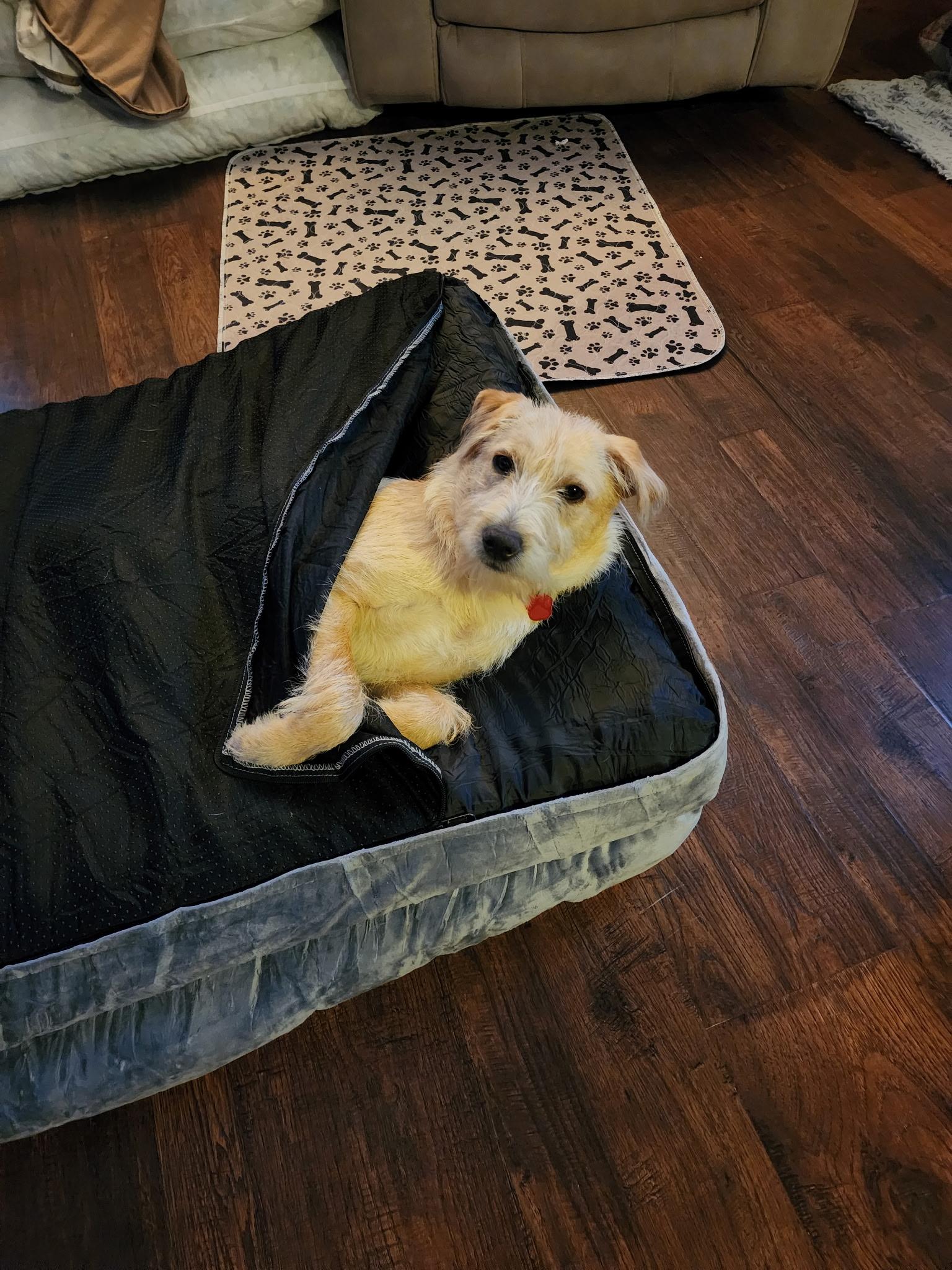 Enlarge Kion (Buddy), an adoptable Terrier in West Valley, UT image 3/6