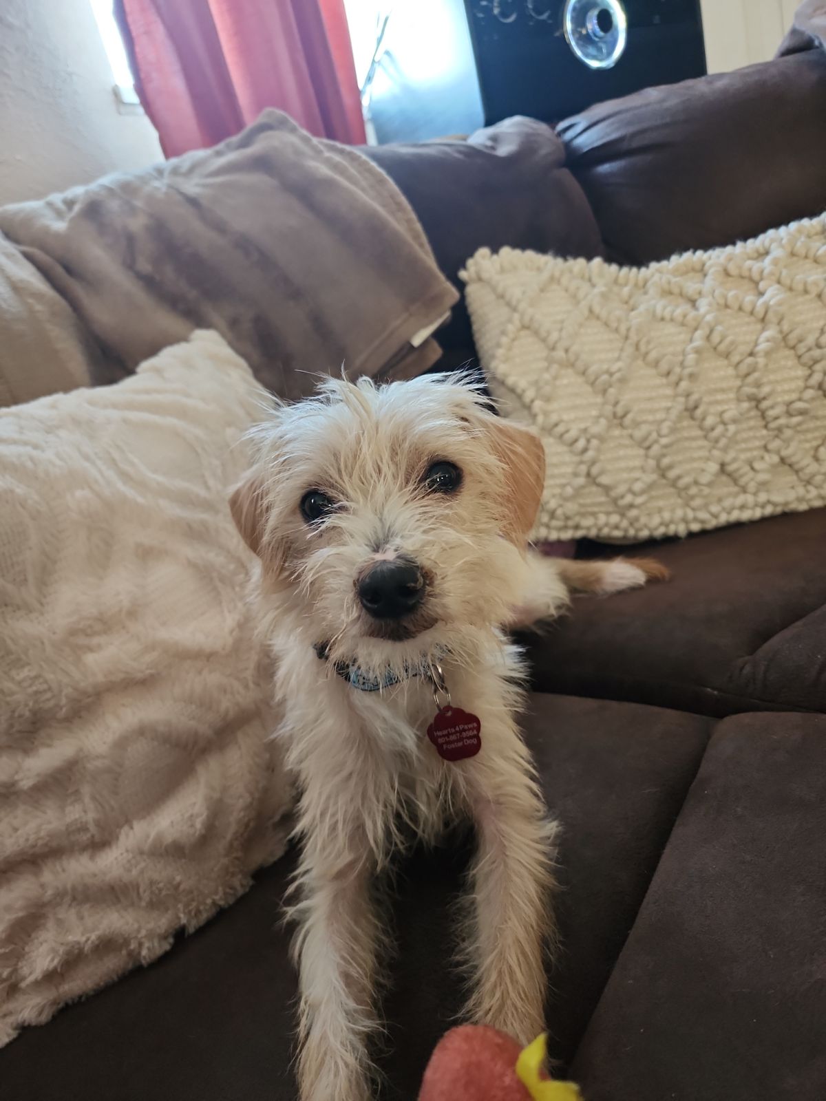 Enlarge Kion (Buddy), an adoptable Terrier in West Valley, UT image 6/6