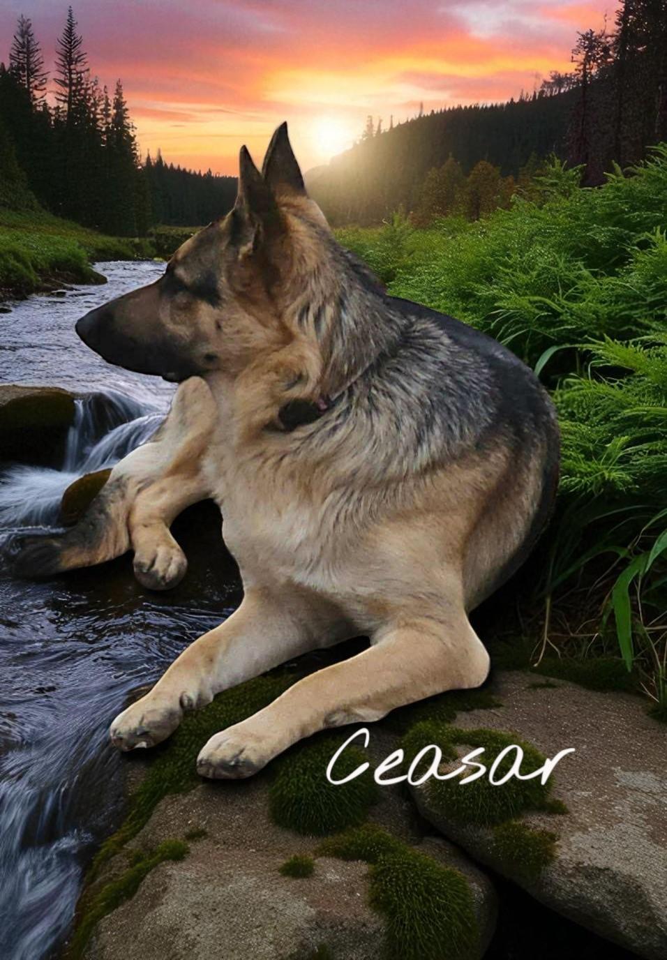 Ceasar - adoption pending, Adopted, Adult Male German Shepherd Dog.