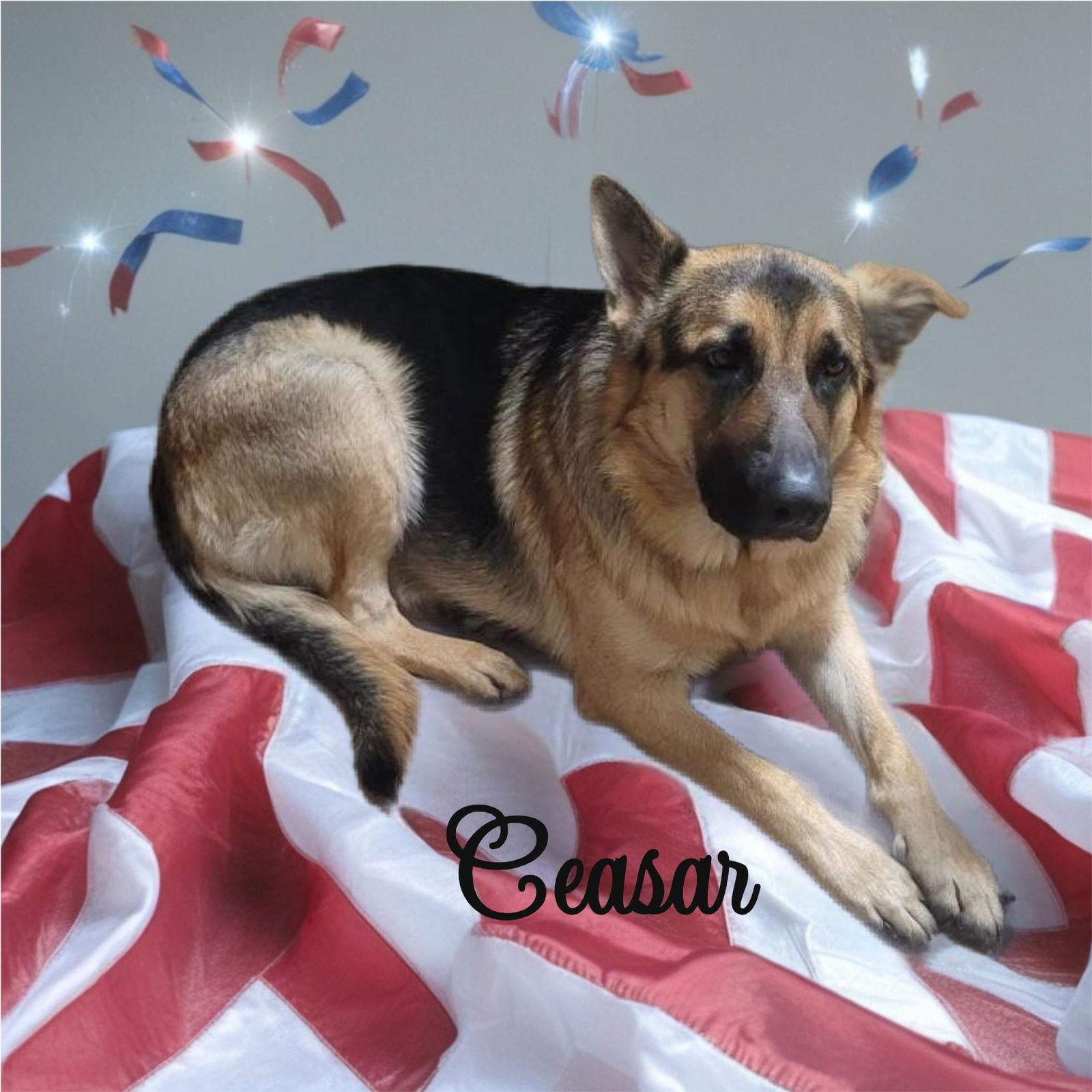 Ceasar - adoption pending, a Adopted German Shepherd Dog in Palm Harbor, FL image 2/3