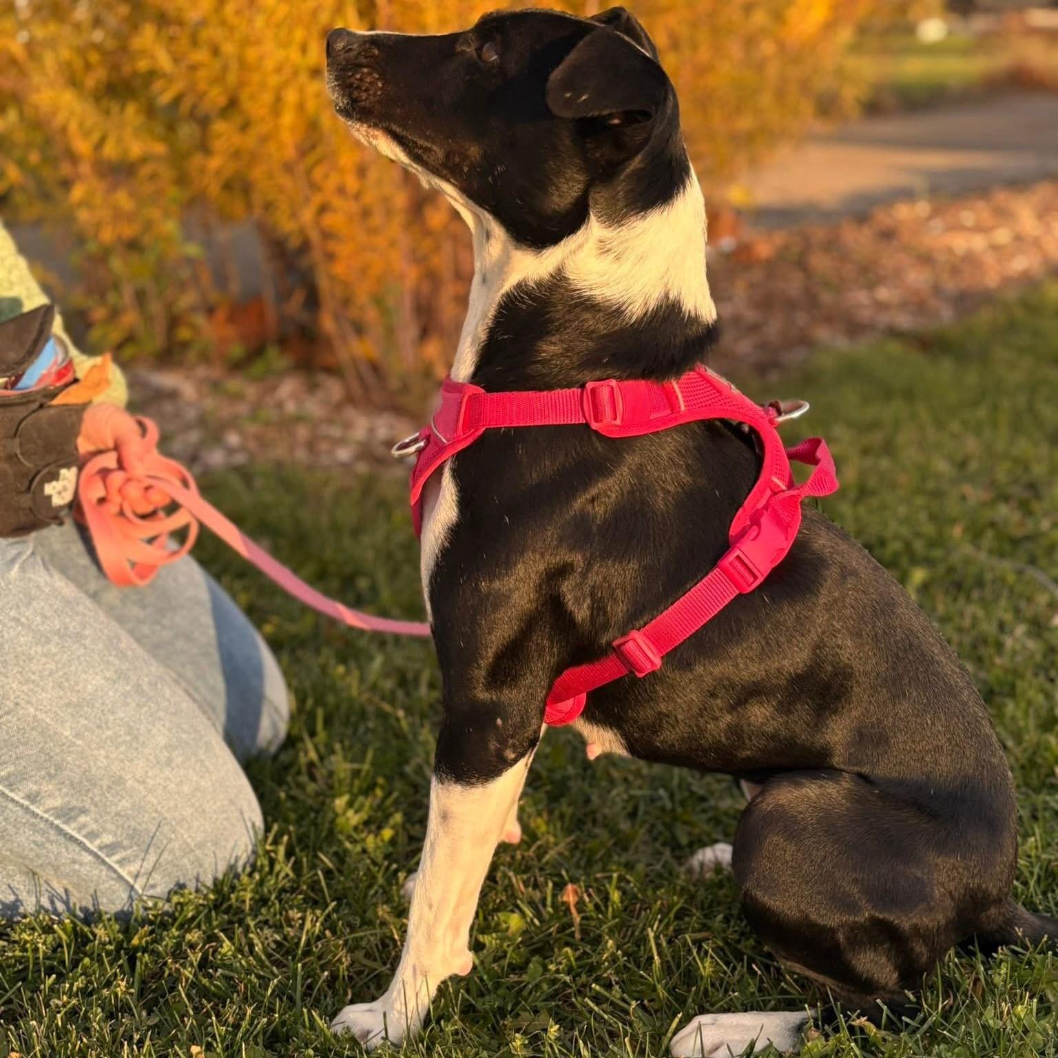 Enlarge Dixi, a Adoptable mixed breed in Mississauga, ON image 4/6