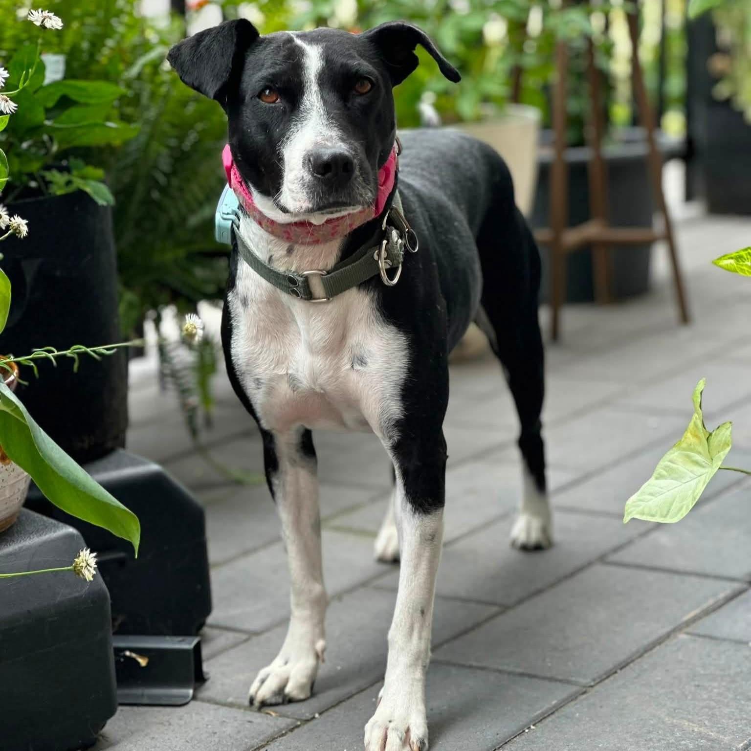 Enlarge Dixi, a Adoptable mixed breed in Mississauga, ON image 2/6