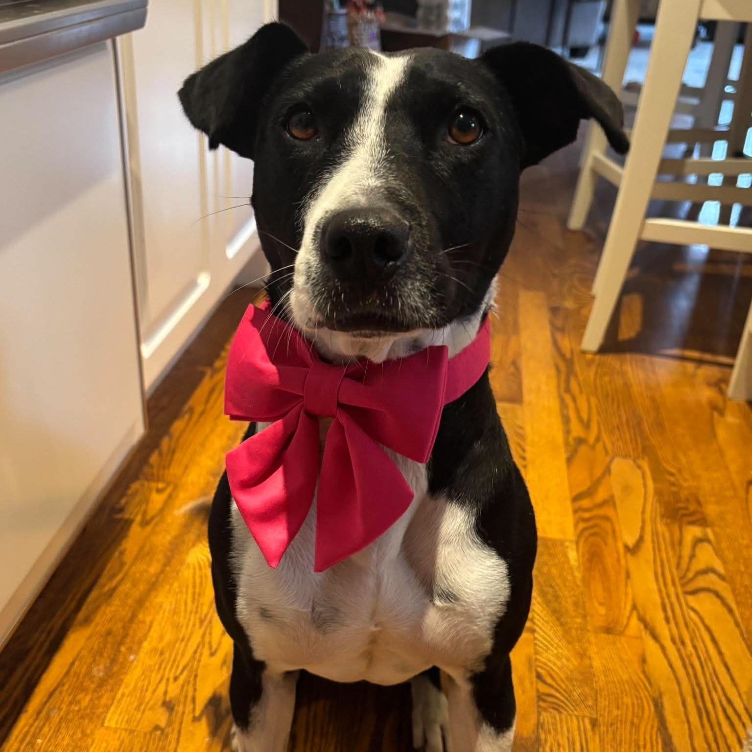 Enlarge Dixi, a Adoptable mixed breed in Mississauga, ON image 1/6