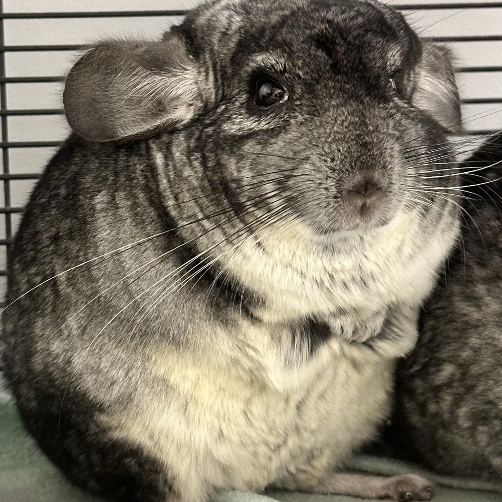 Ernie, a Adoptable Chinchilla in Watertown, NY image 1/3