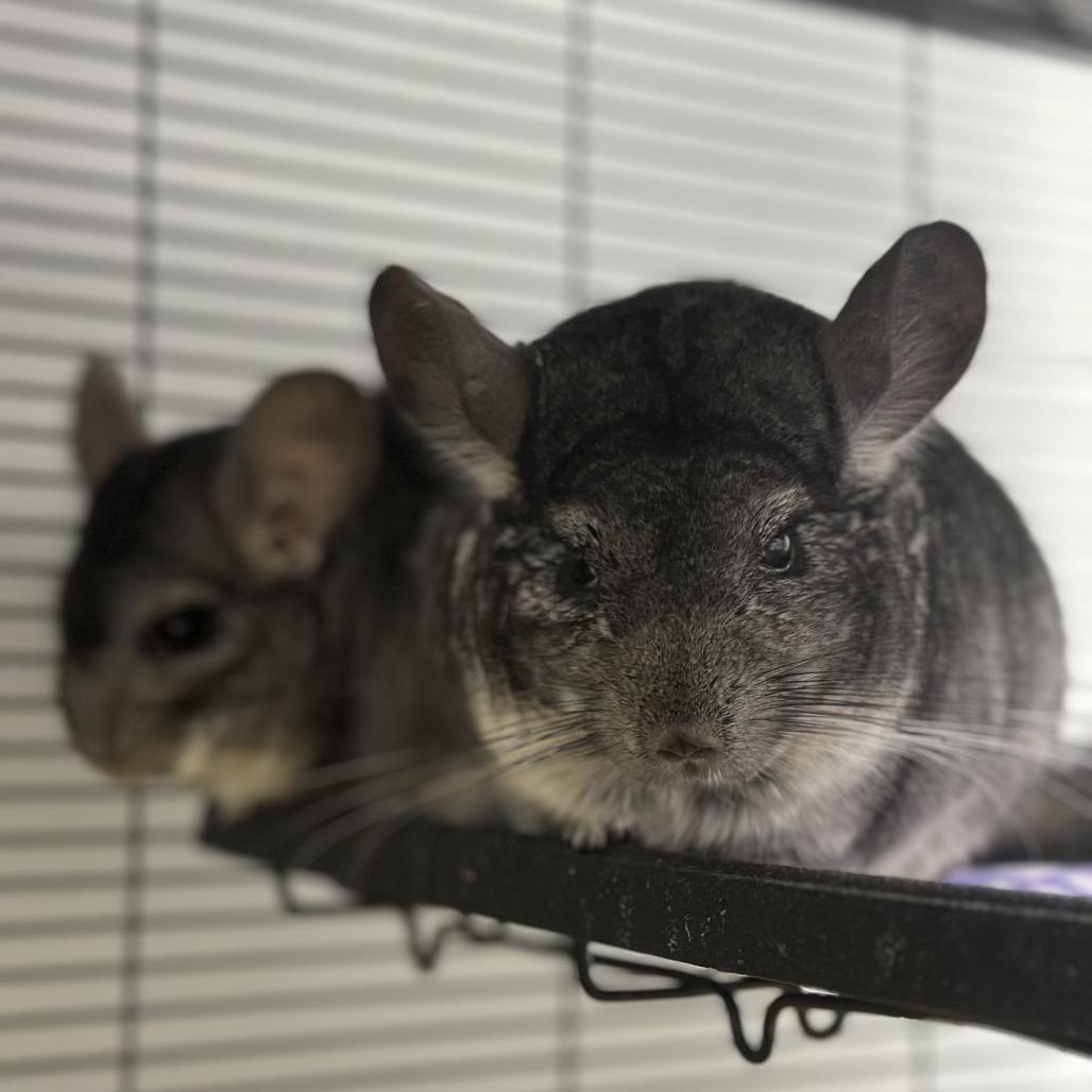 Ernie, a Adoptable Chinchilla in Watertown, NY image 2/3