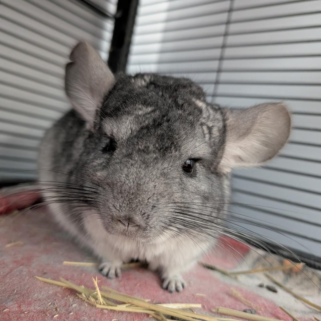 Ernie, a Adoptable Chinchilla in Watertown, NY image 3/3