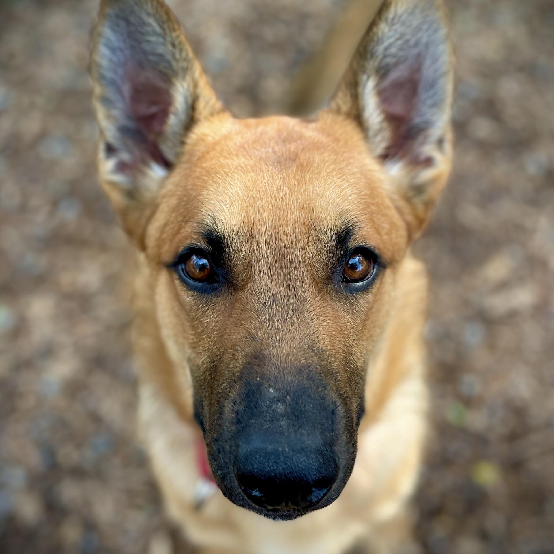 Enlarge Penny, a ADOPTABLE Belgian Shepherd / Malinois in San Andreas, CA image 1/4