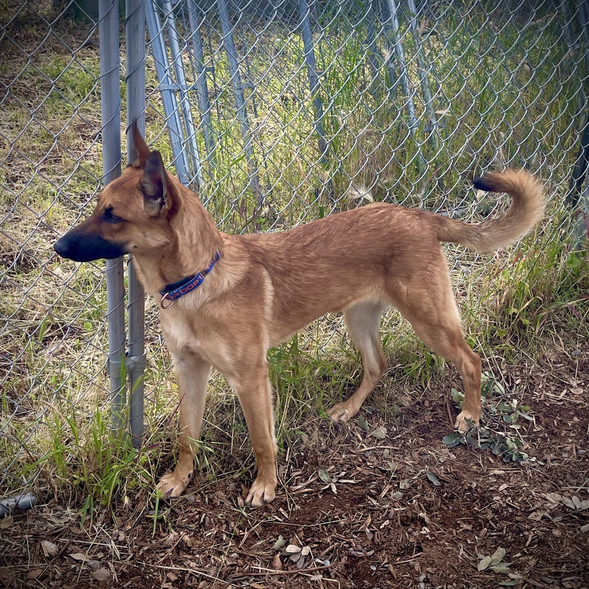 Enlarge Penny, a ADOPTABLE Belgian Shepherd / Malinois in San Andreas, CA image 2/4