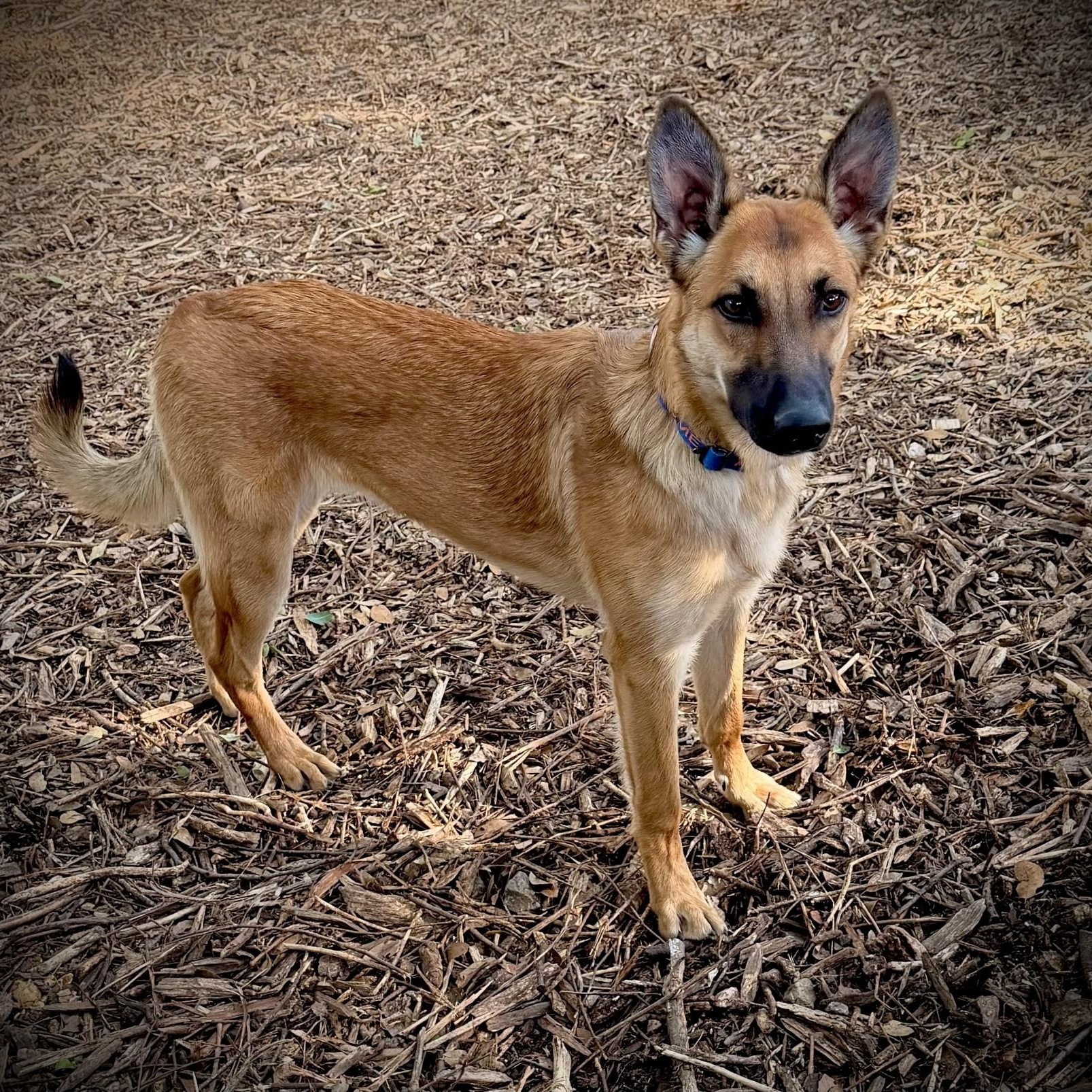 Enlarge Penny, a ADOPTABLE Belgian Shepherd / Malinois in San Andreas, CA image 4/4