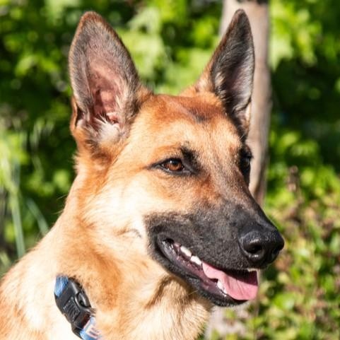 Enlarge Penny, a ADOPTABLE Belgian Shepherd / Malinois in San Andreas, CA image 3/4