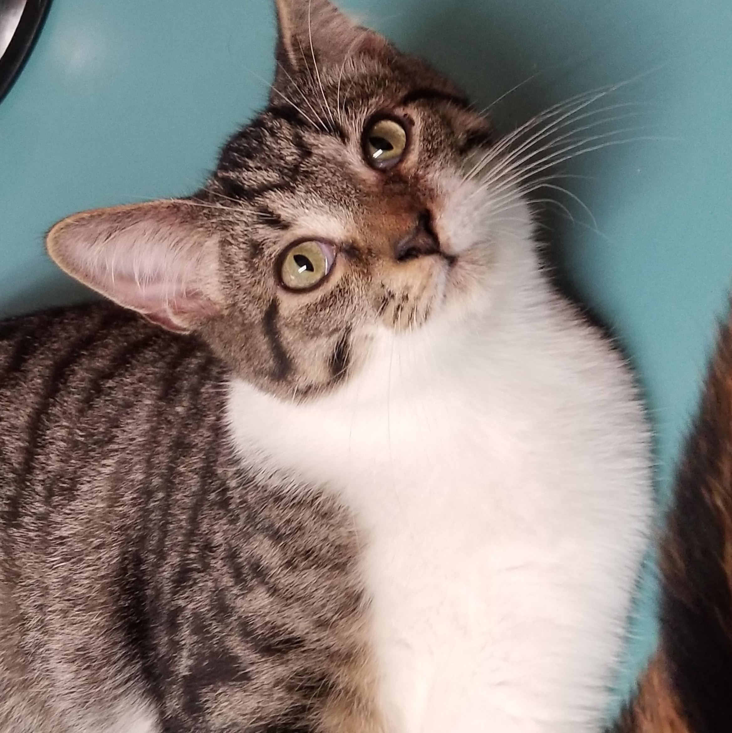 Cuddly, Adoptable, Young Male Domestic Short Hair.