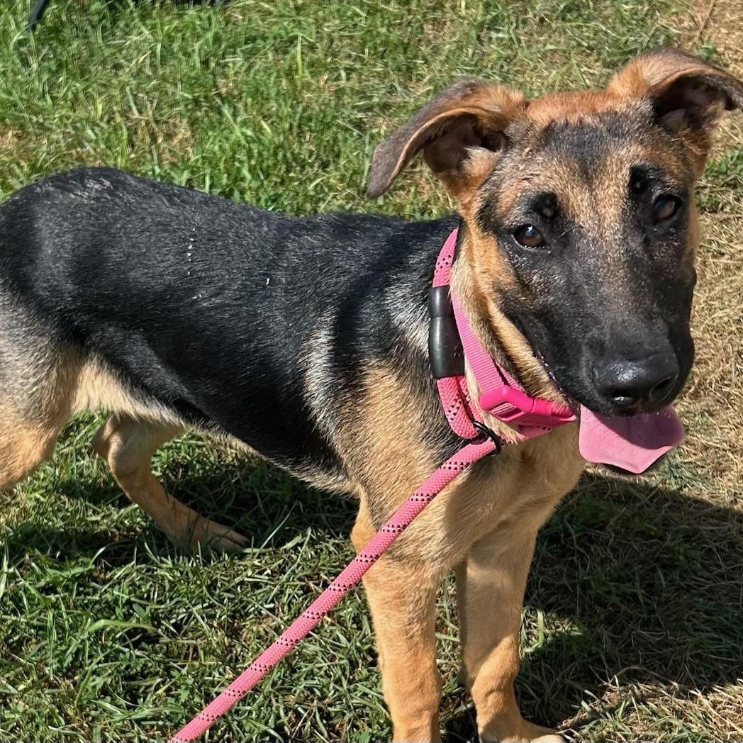 Thelma, adopted, Puppy Female German Shepherd Dog.