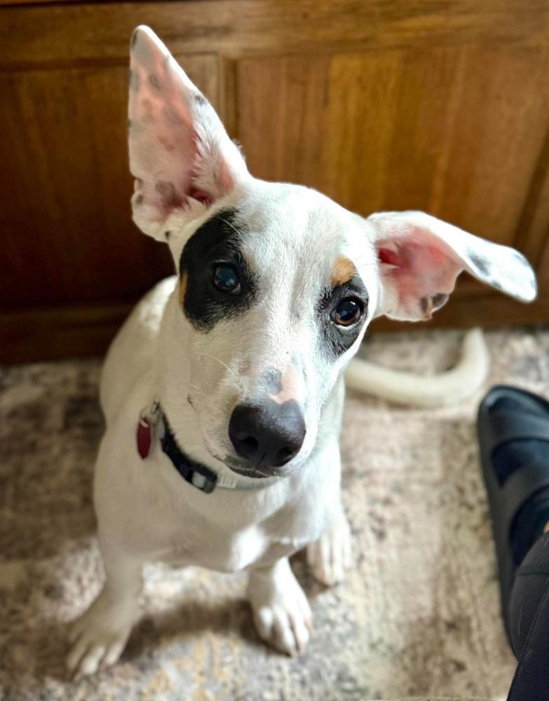 Loretta, Adoptable, Puppy Female Rhodesian Ridgeback.