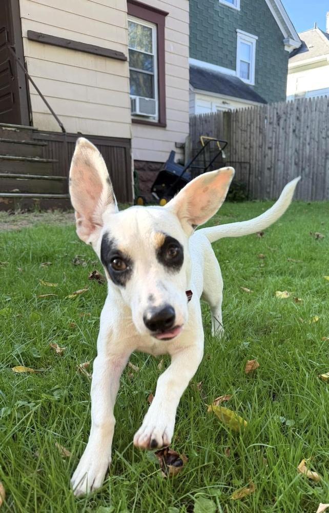 Enlarge Loretta, a Adoptable mixed breed in Syracuse, NY image 2/6