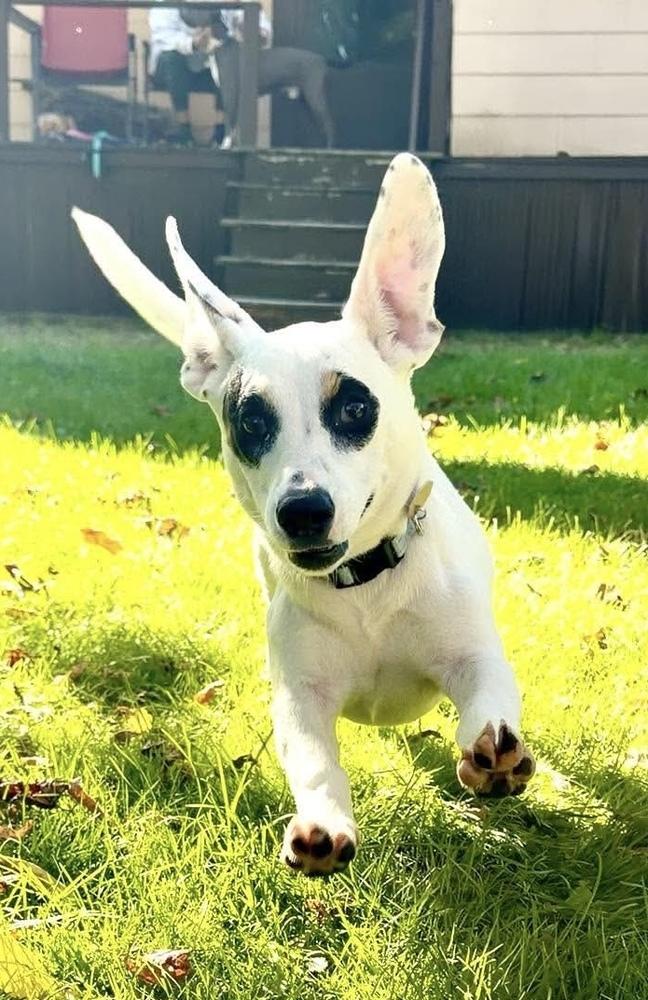 Enlarge Loretta, a Adoptable mixed breed in Syracuse, NY image 3/6