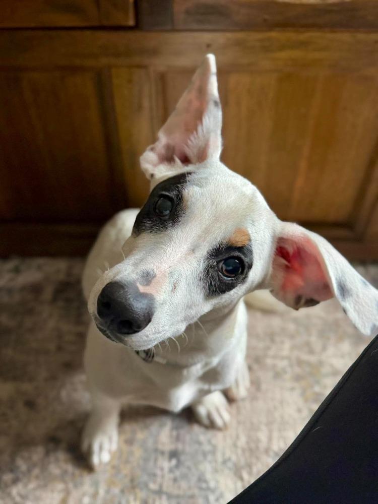 Enlarge Loretta, a Adoptable mixed breed in Syracuse, NY image 4/6