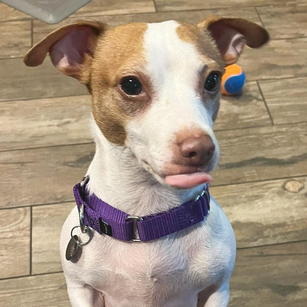 Enlarge Lucky, a Adoptable mixed breed in Flower Mound, TX image 2/4