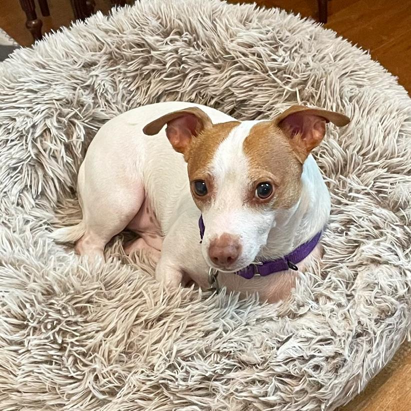 Enlarge Lucky, a Adoptable mixed breed in Flower Mound, TX image 1/4